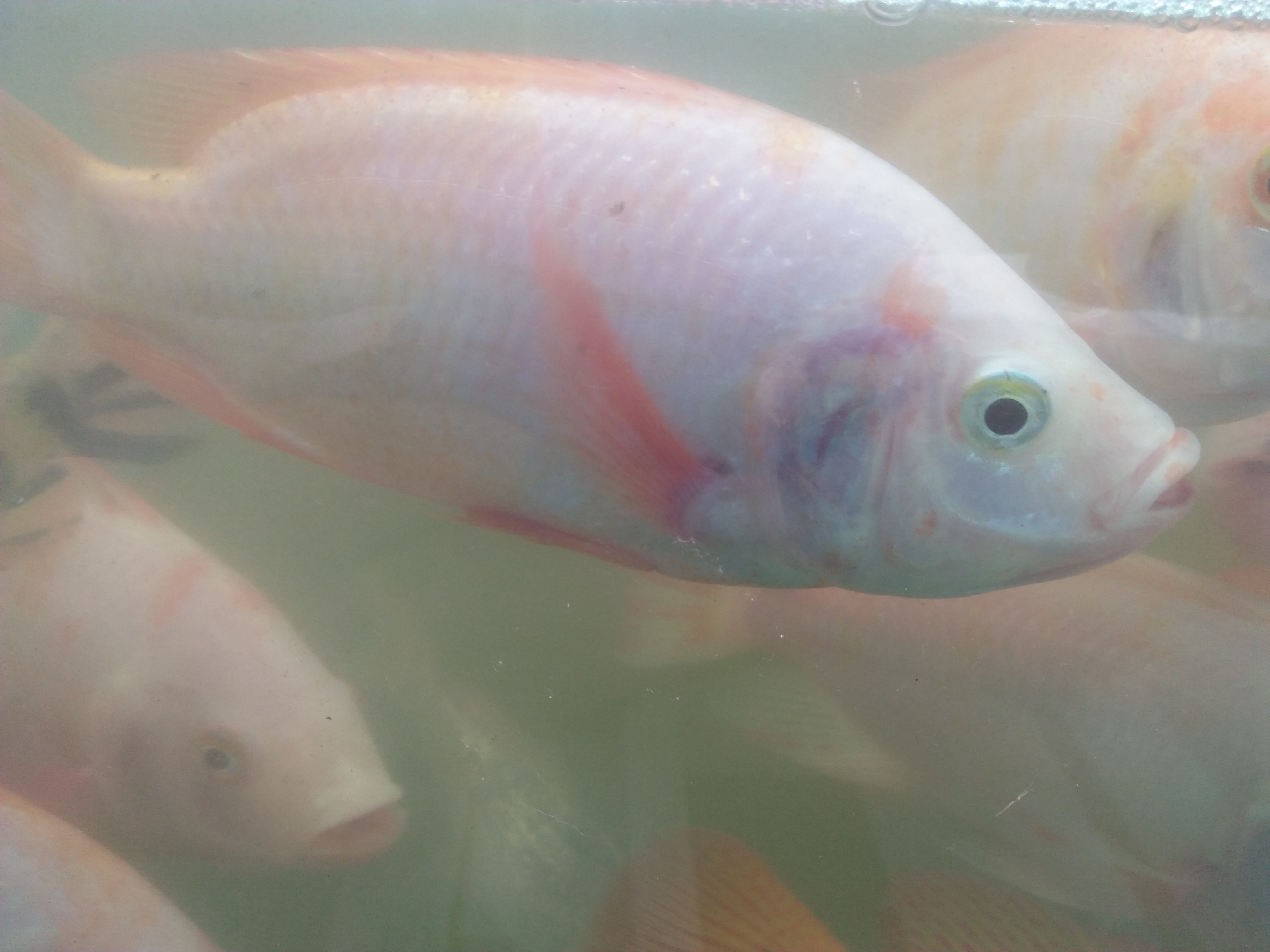 Ikan Nila dan Koi