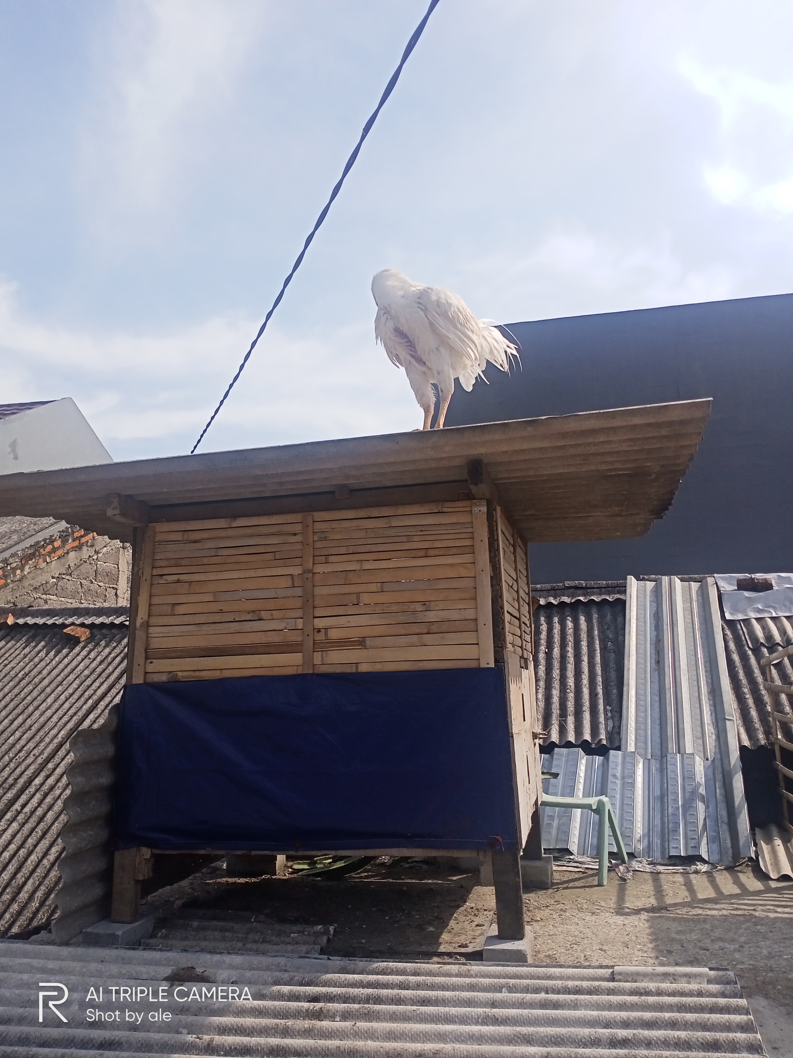 Ayam jago kampung