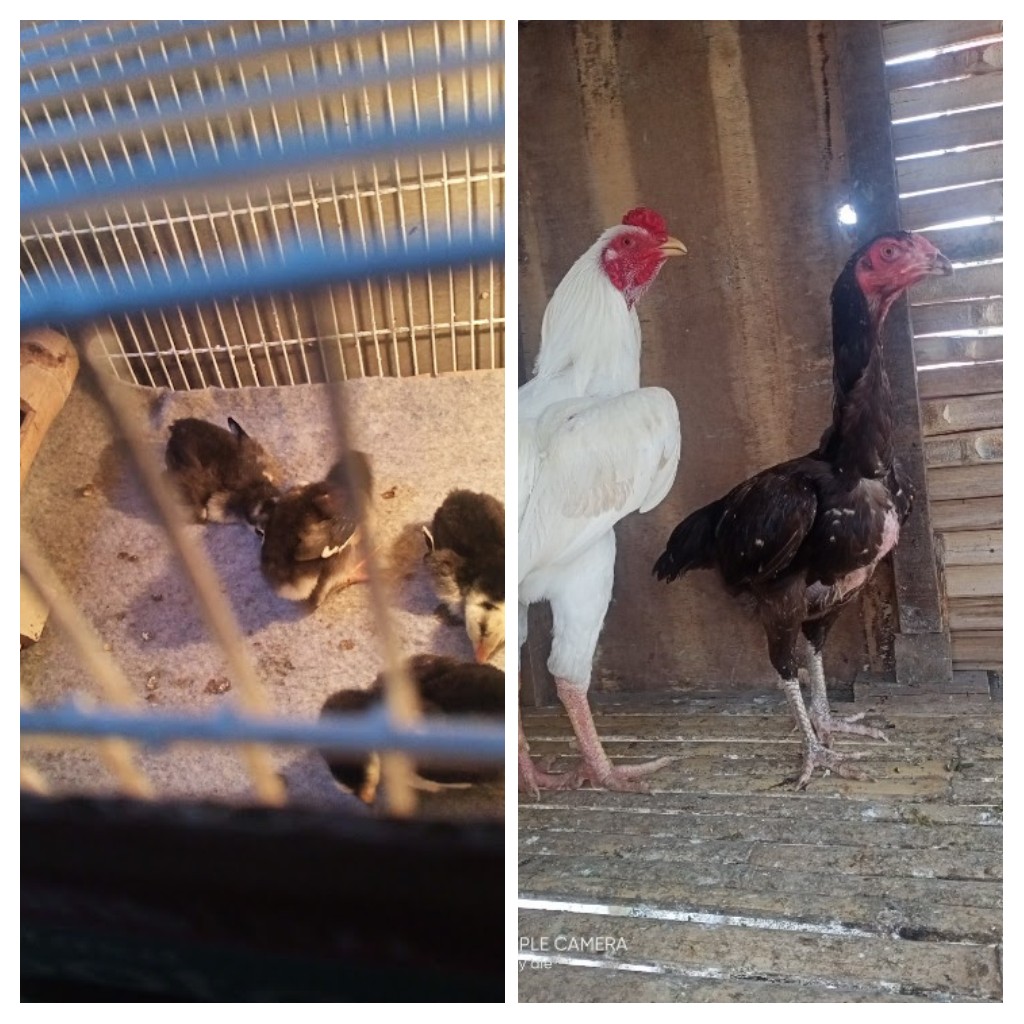Ayam jago kampung