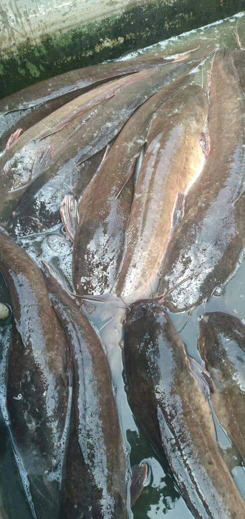 Ikan. Lele. Benih. Ikan. Mas