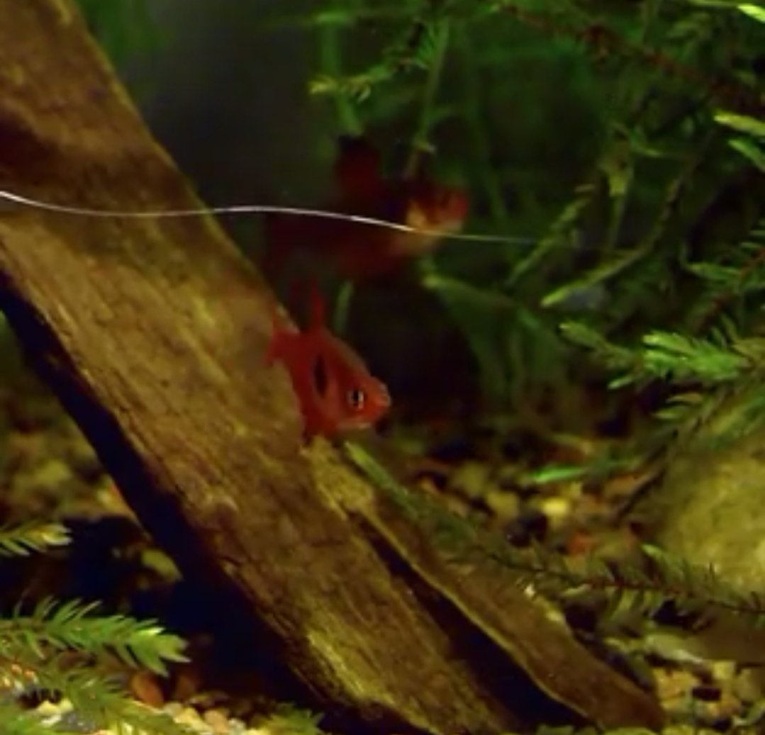 Ikan Hias