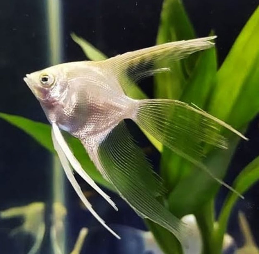 Ikan Hias