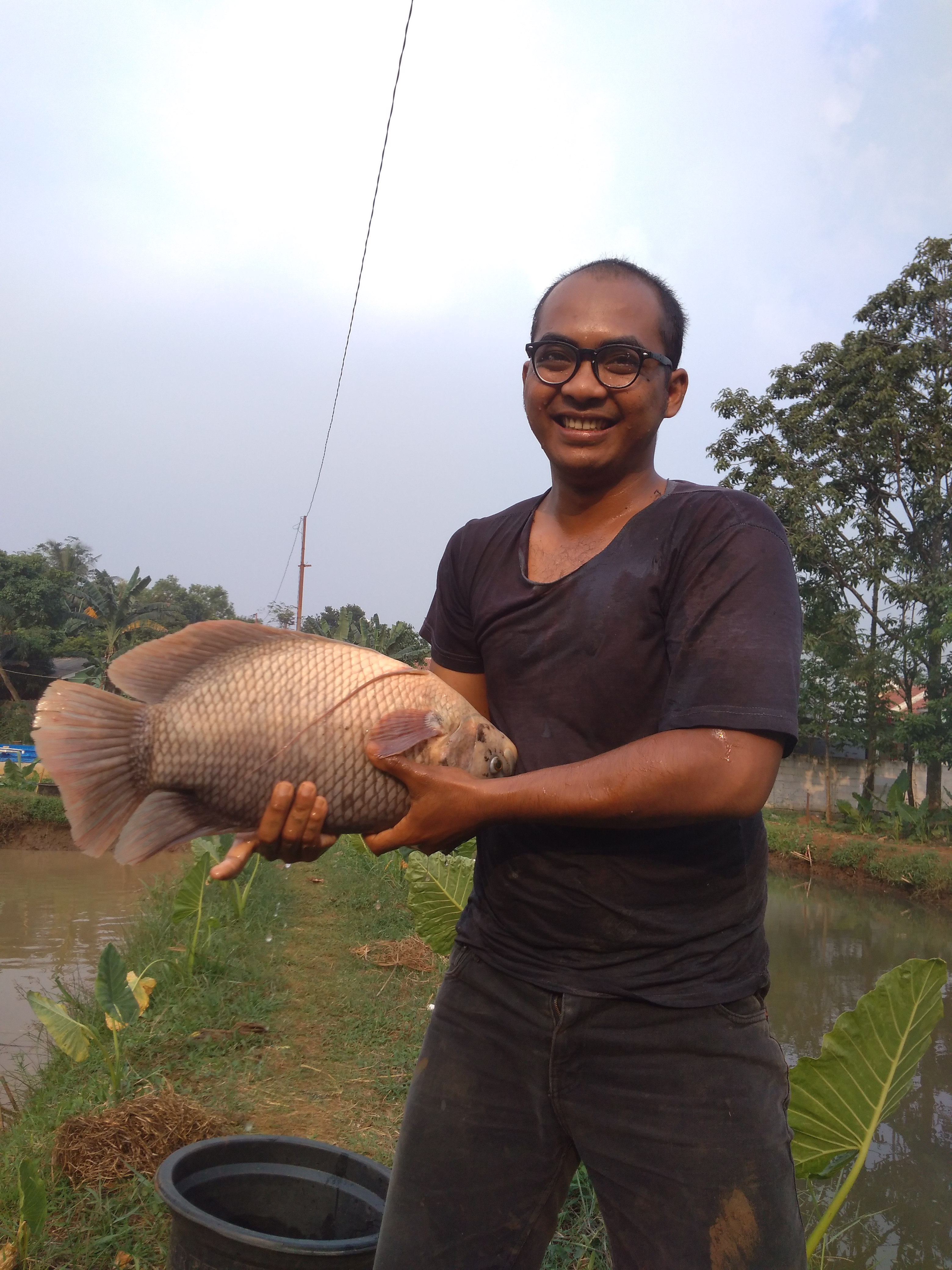 Bibit ikan gurame