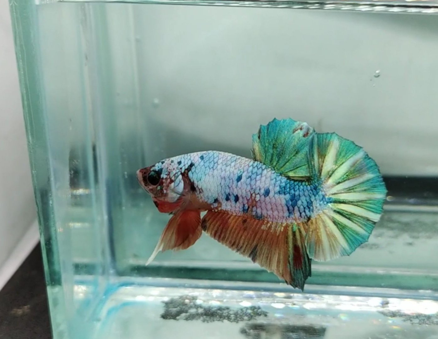 Ikan cupang
