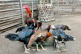 Ayam kampung jr
