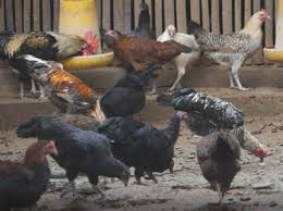 Ayam kampung jr