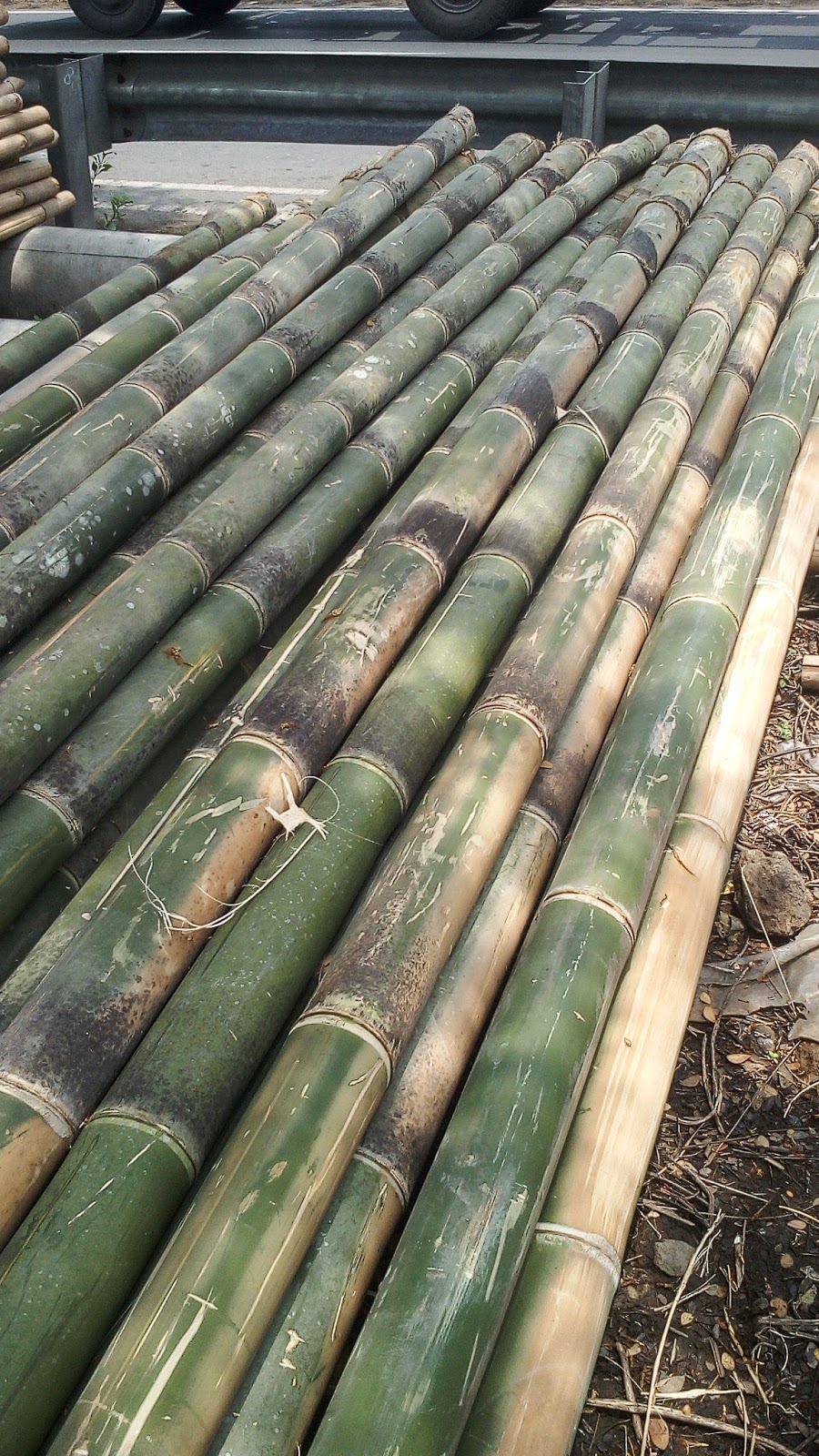 Bambu 