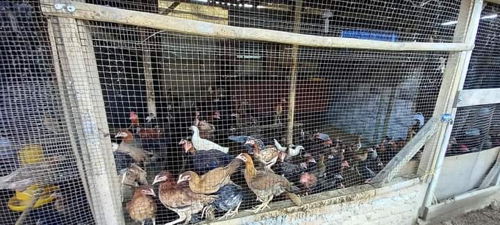 Ayam kampung asli
