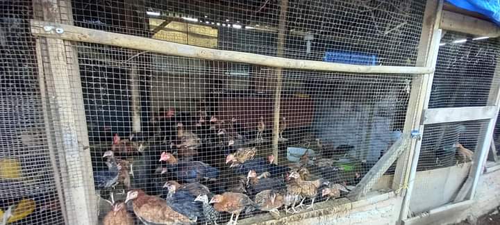 Ayam kampung asli