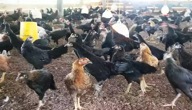 Ayam Kampung