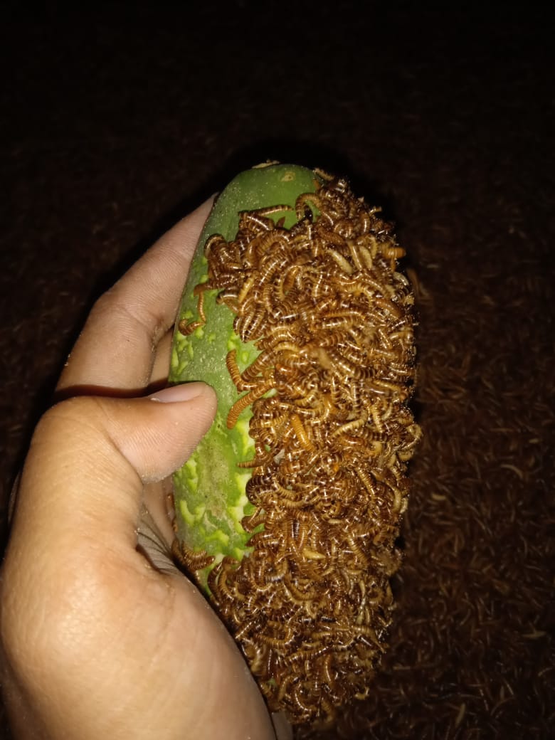 RUMAH ULAT(hongkong,kandang,jerman)