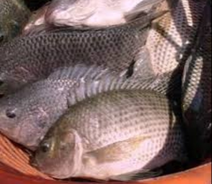 Ikan nila segar