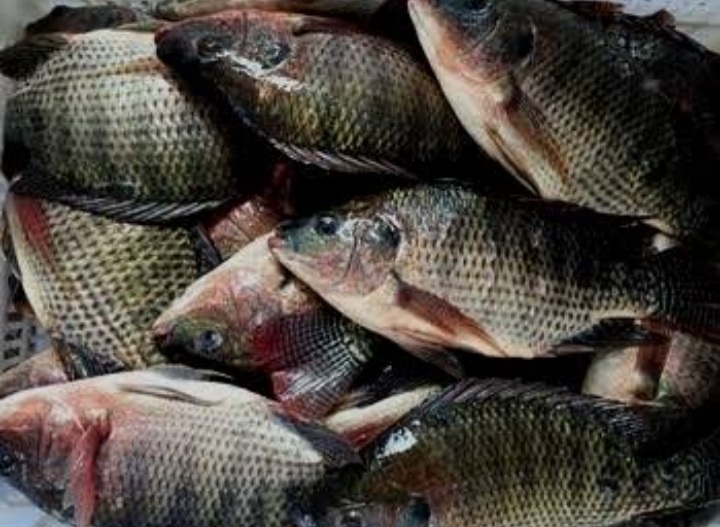 Ikan nila segar