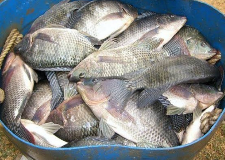 Ikan nila segar