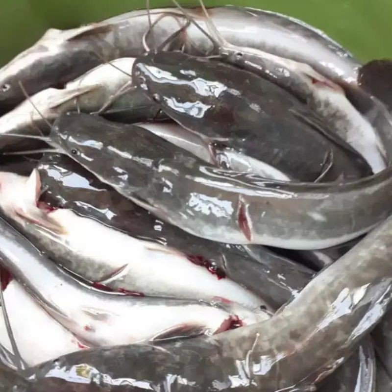 ikan lele