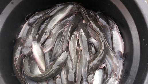 ikan lele