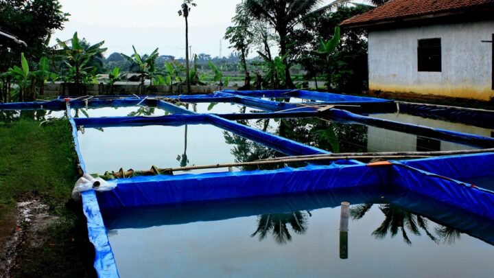 ikan lele