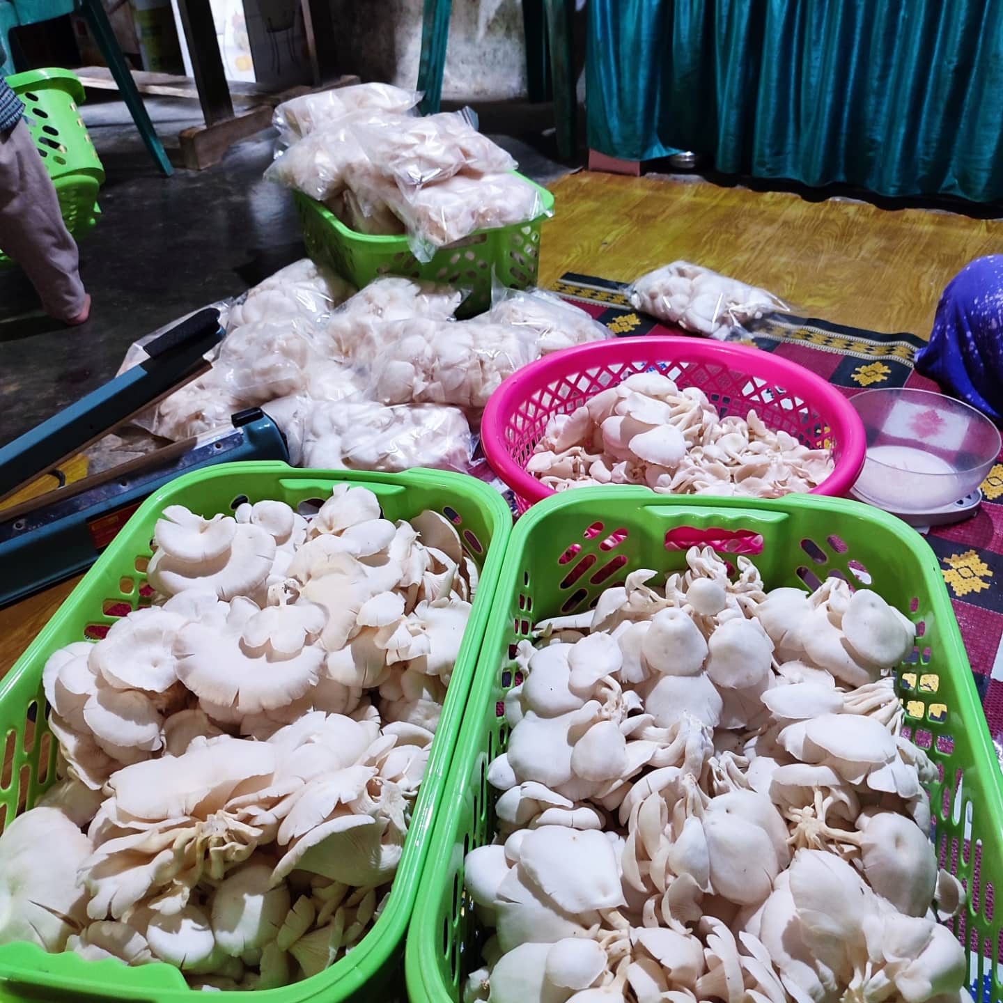 jamur tiram putih