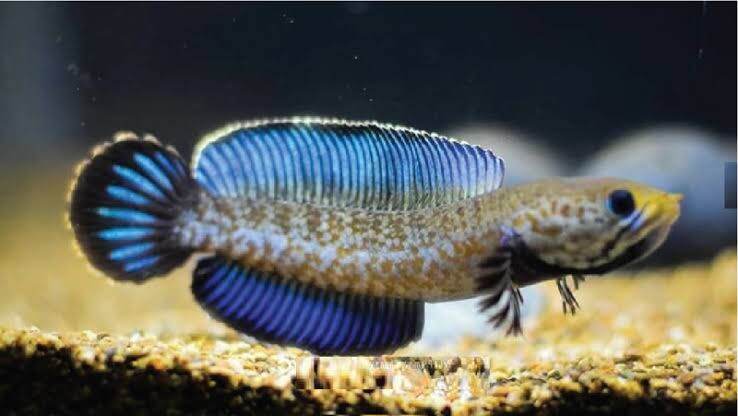 Channa blue pulchra