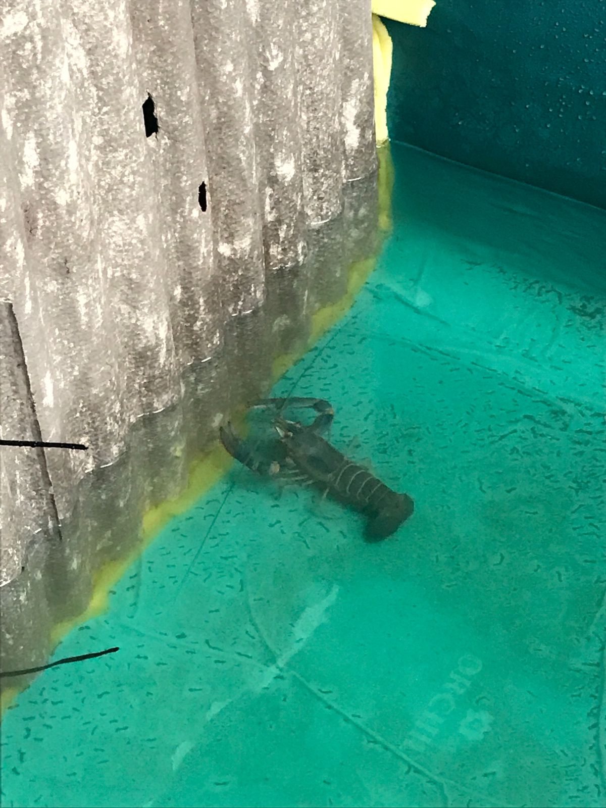 Lobster air tawar