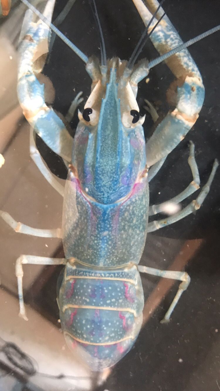 Lobster air tawar