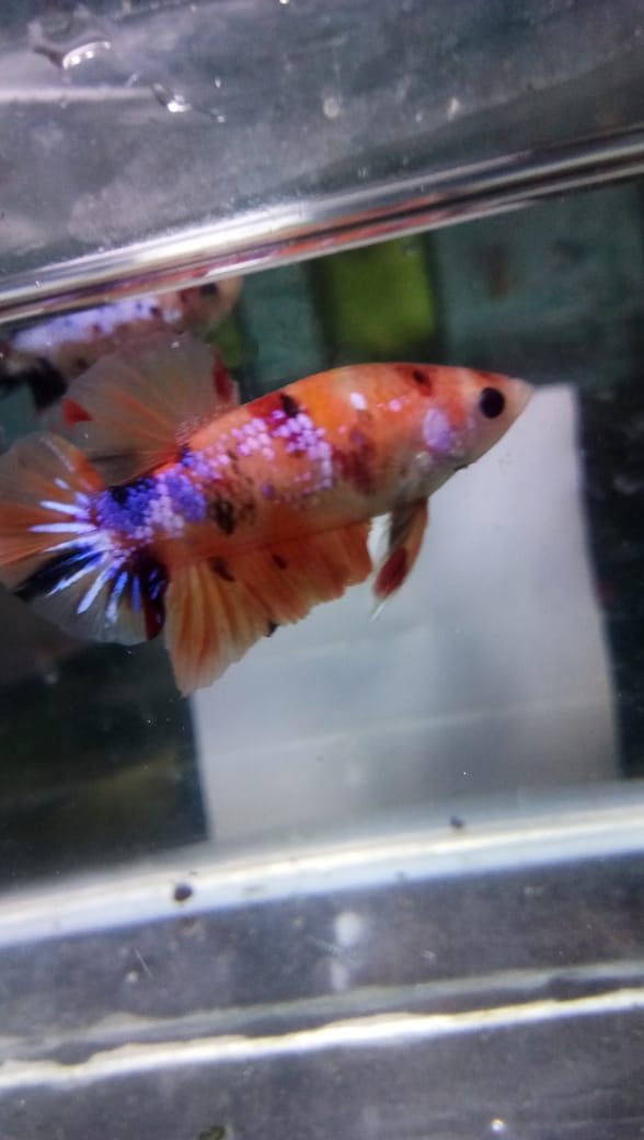 Ikan hias cupang hias dan Guppy
