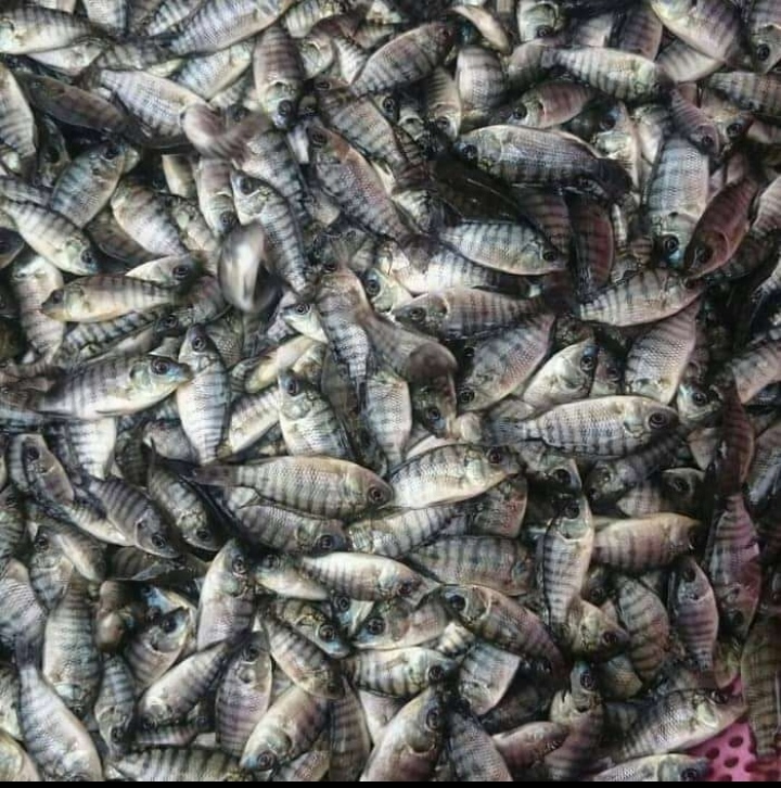 Sabith fish menjual ikan segar &amp; Bibit