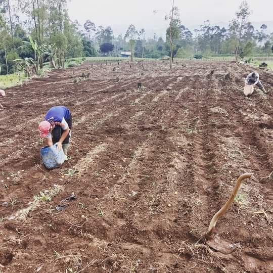 Sayur mayur hasil bumi Sauyunan