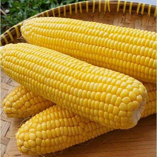 JAGUNG MANIS MUDA
