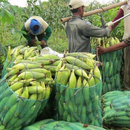 JAGUNG MANIS MUDA