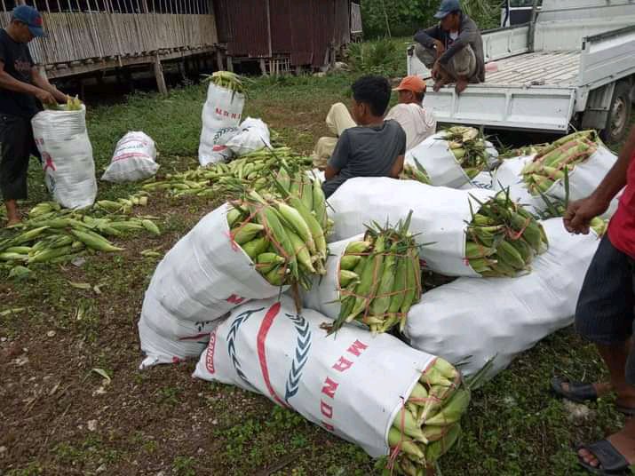 JAGUNG MANIS MUDA