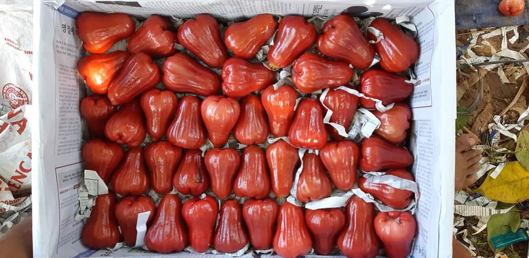 Jambu Air Citra
