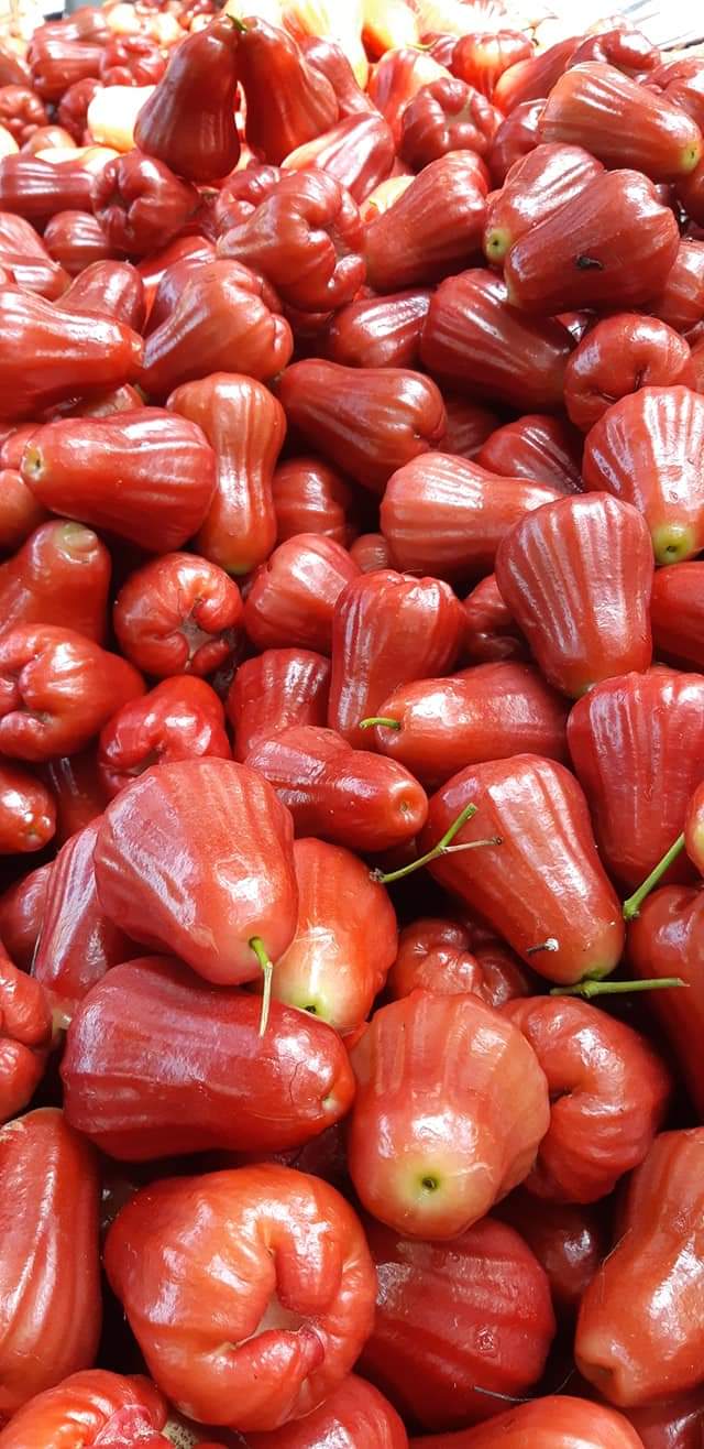 Jambu Air Citra