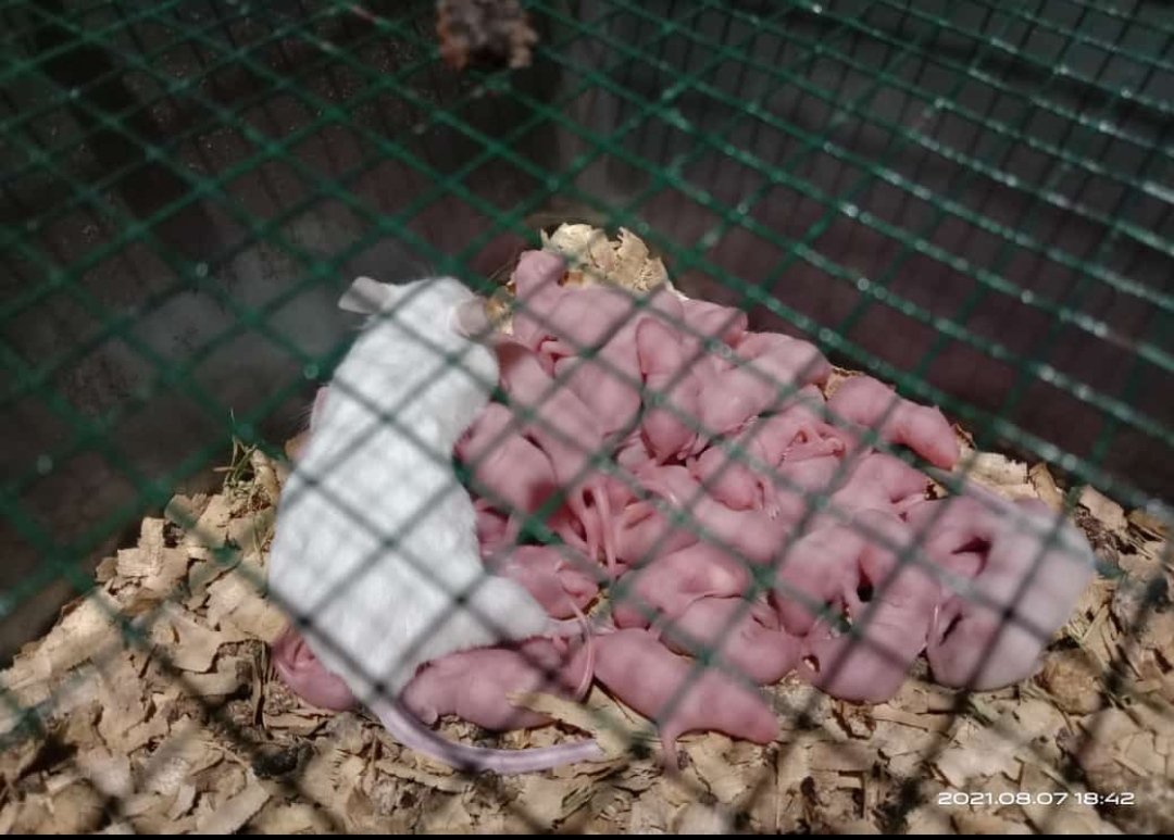 Tikus Putih Jenis Rat dan Mencit