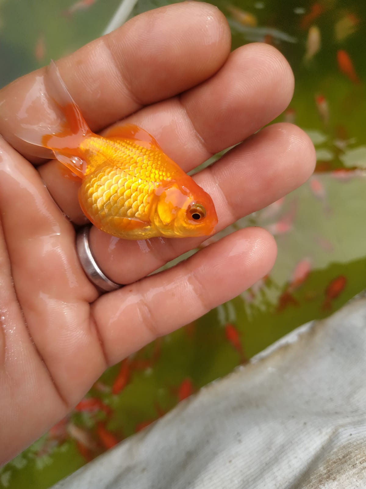 Ikan Mas Koki Oranda