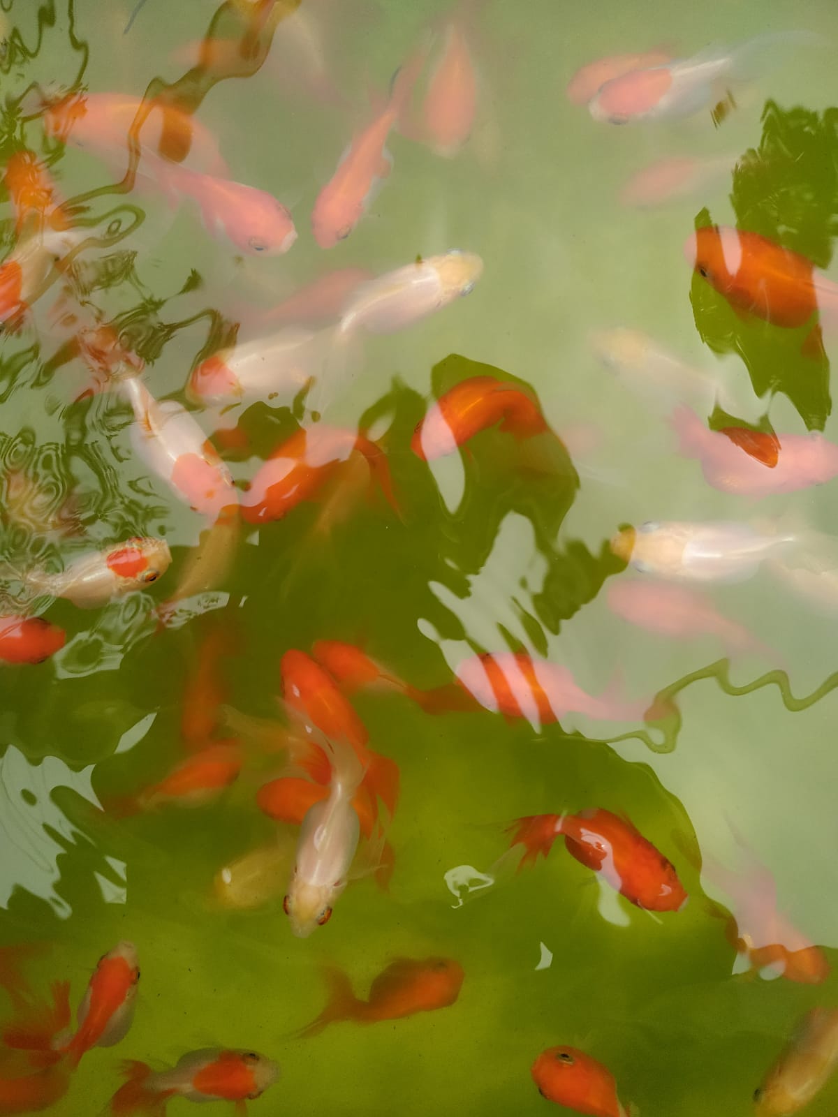 Ikan Mas Koki Oranda