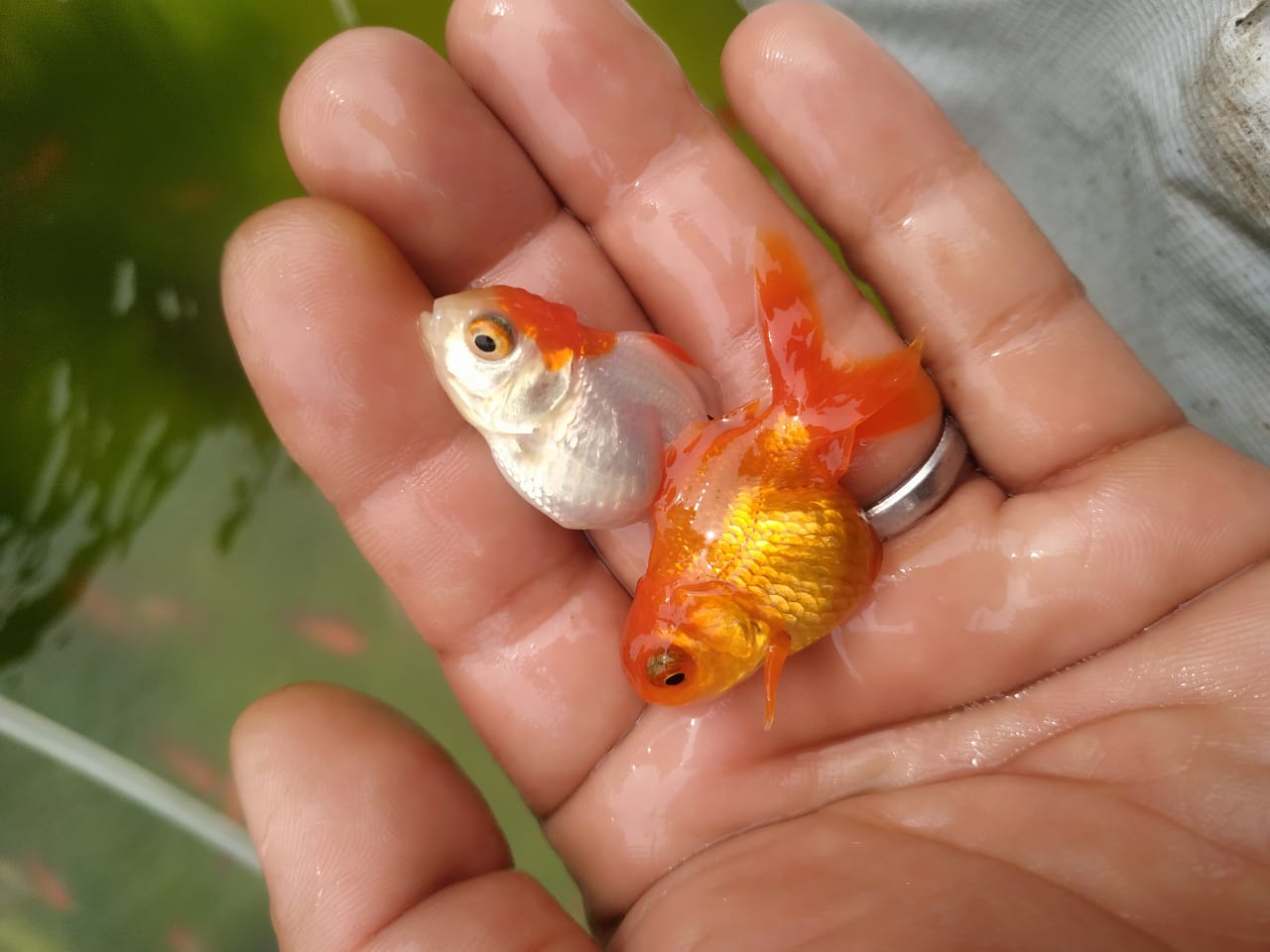 Ikan Mas Koki Oranda