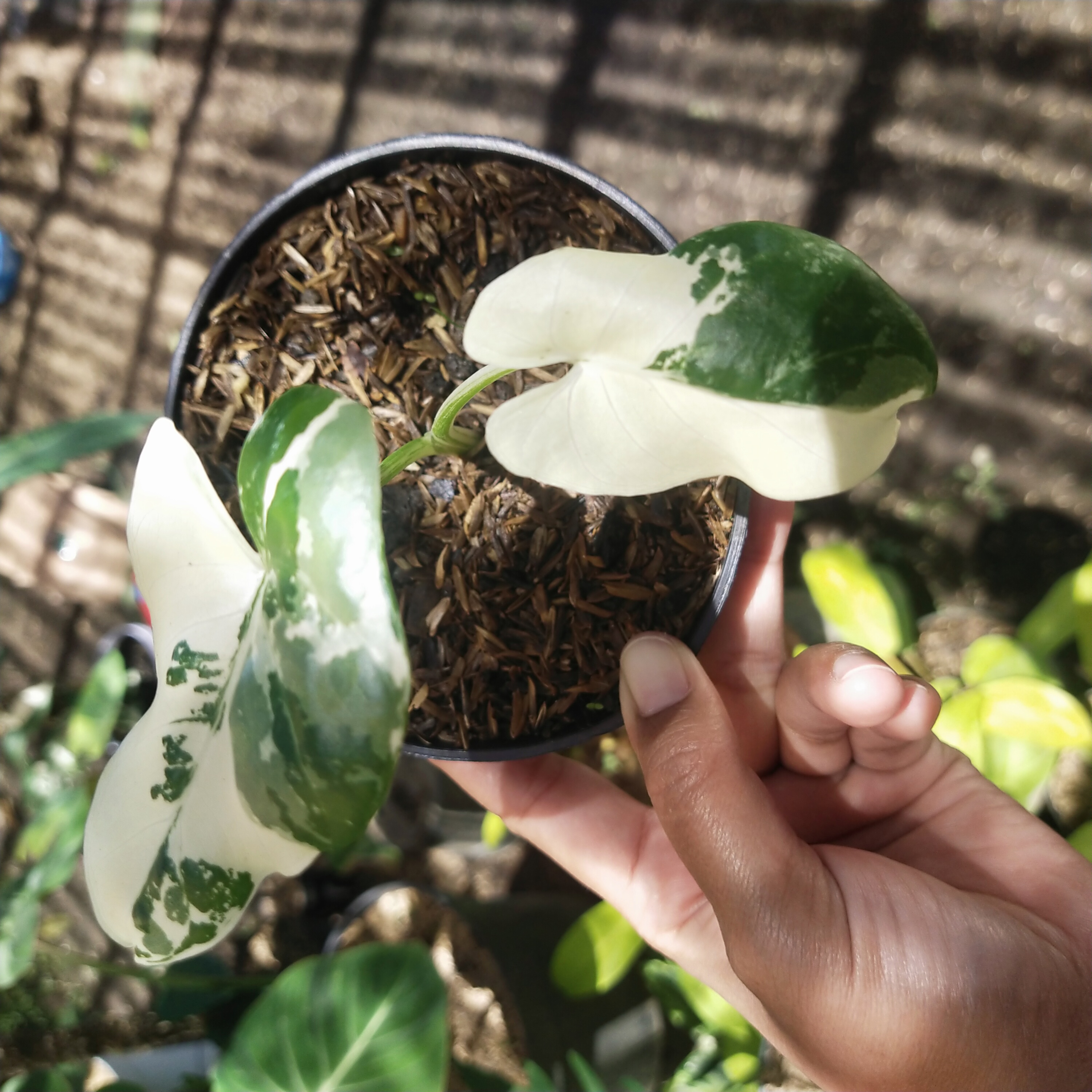 Syngonium 