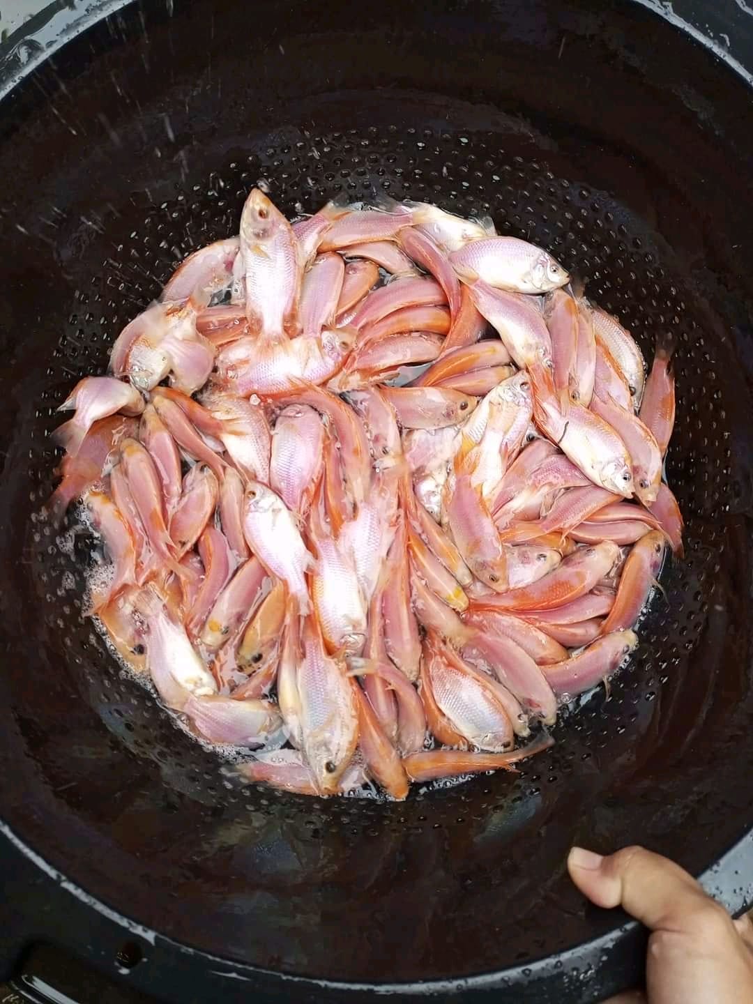 Bibit ikan nila