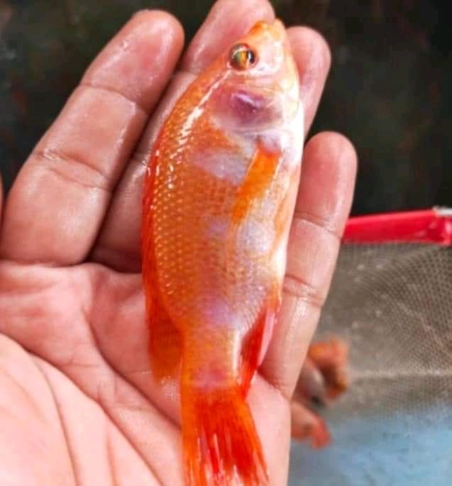 Bibit ikan nila