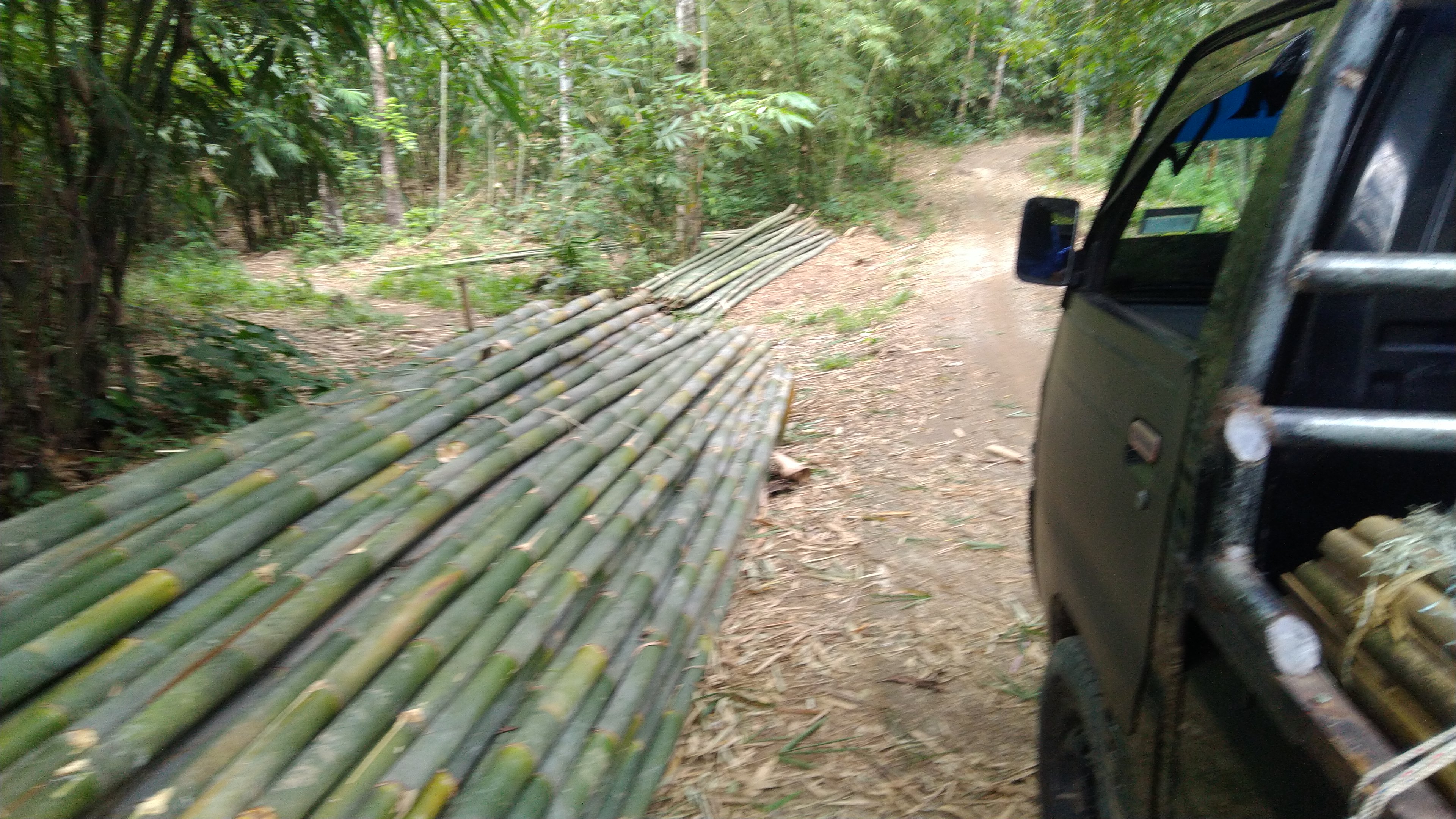 BAMBU APUS