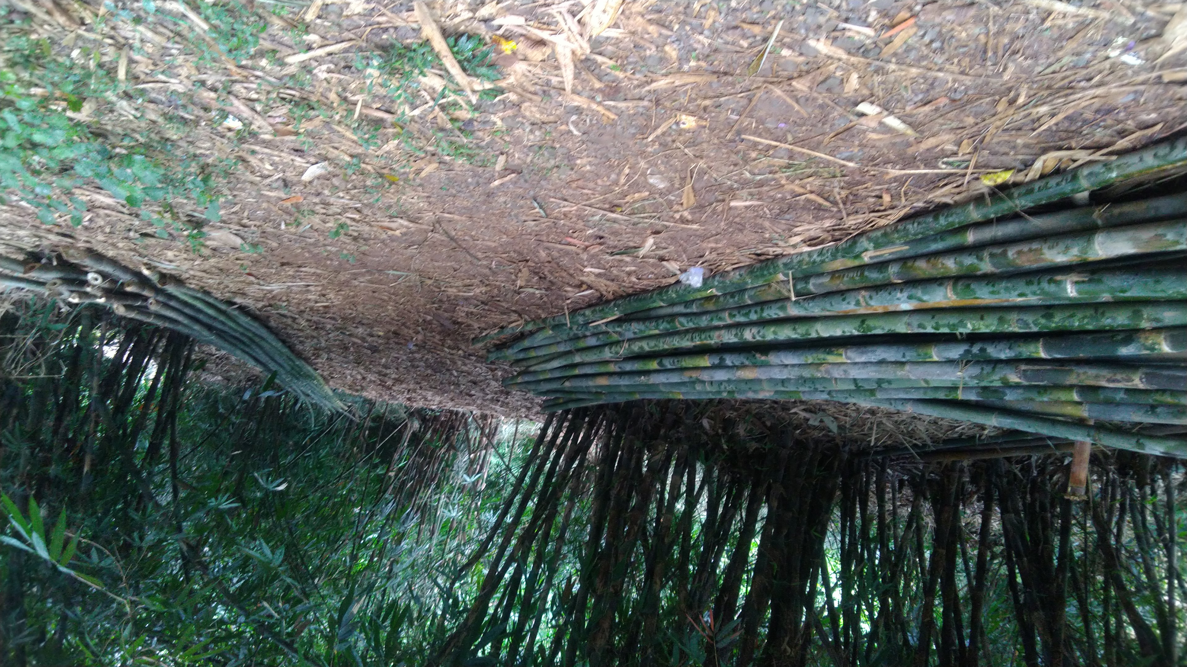 BAMBU APUS