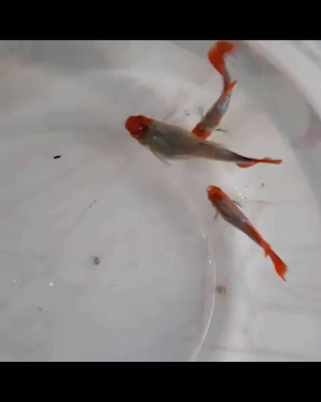 Ikan Hias Guppy Lokal / Cendolan
