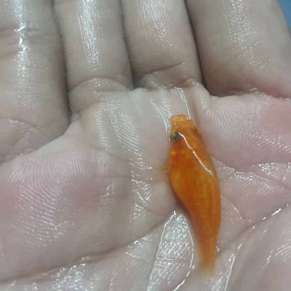 Ikan Hias Molly, Platy dan Coral
