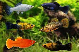 Ikan Hias Molly, Platy dan Coral