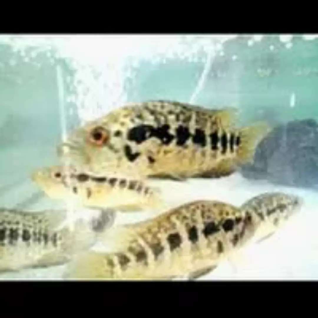 Jual Ikan Golsom dan Jaguar