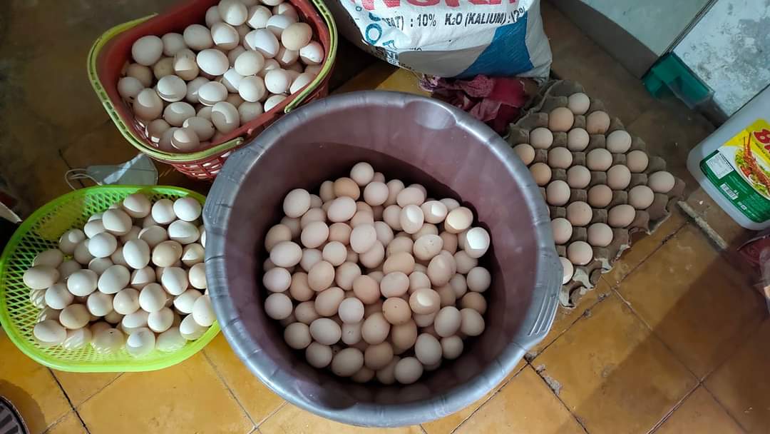 TELOR JAMU