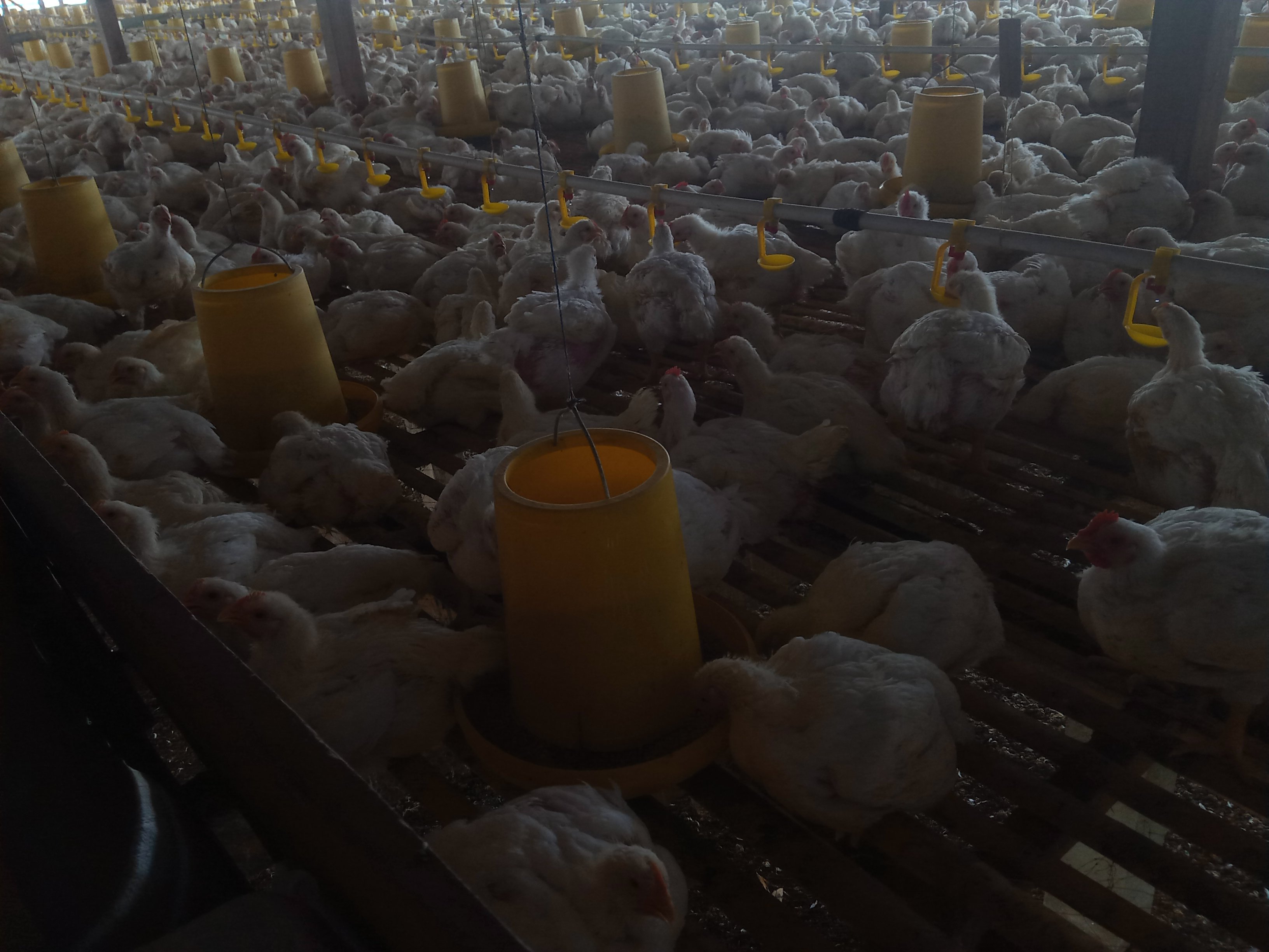 Ayam pedaging