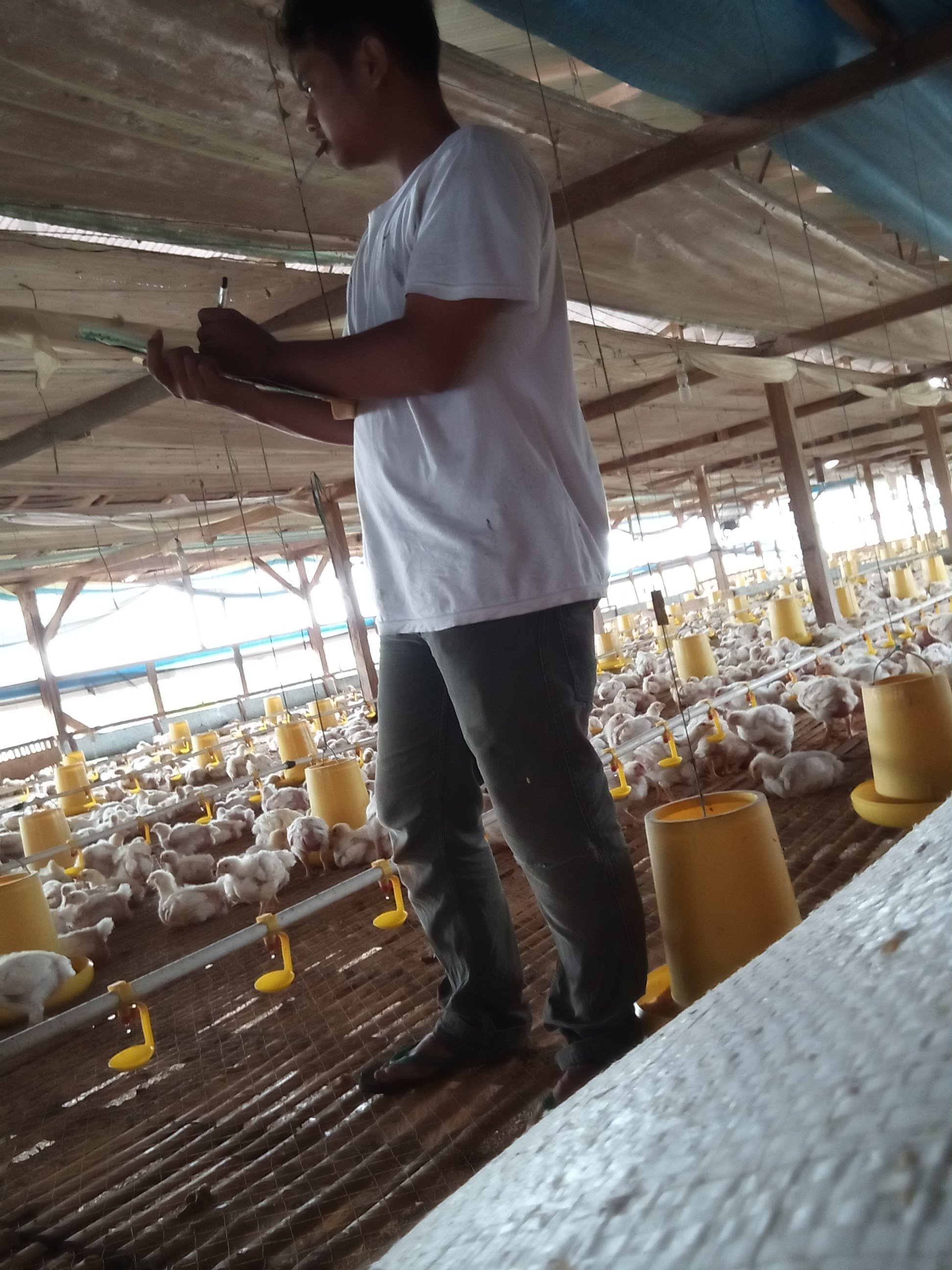 Ayam pedaging