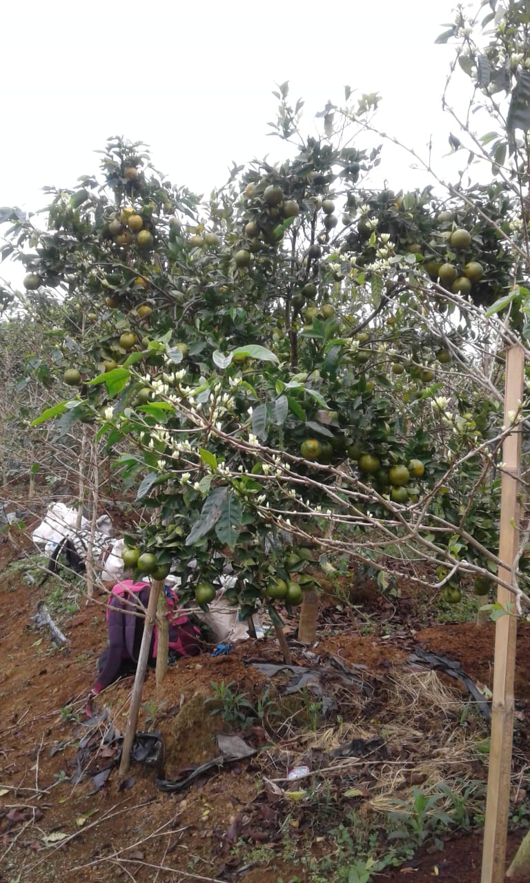 Kopi dan jeruk